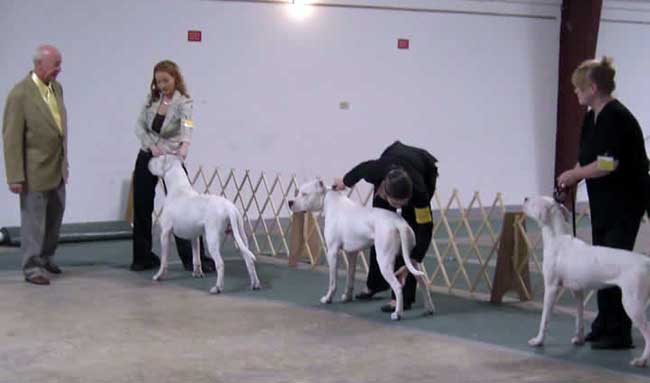 Dogo Argentino training