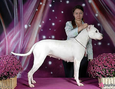 Dogo Argentino the best quality