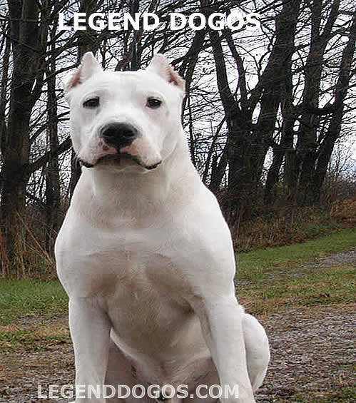 Legend Dogos Argentino