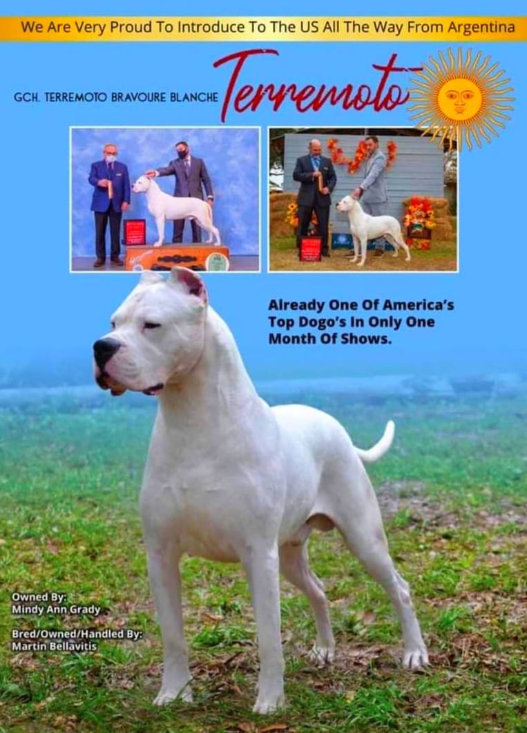 Dogo Argentino stud sevrice