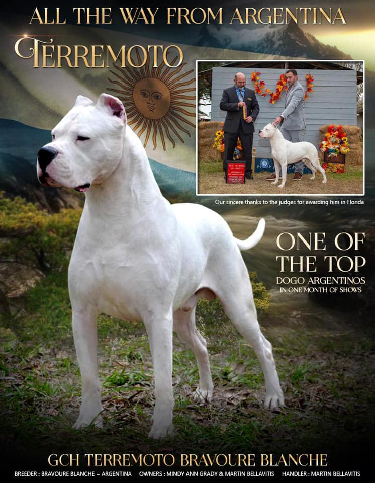 Dogo argentino  Dogo argentino dog, Dog argentino, Big dogs