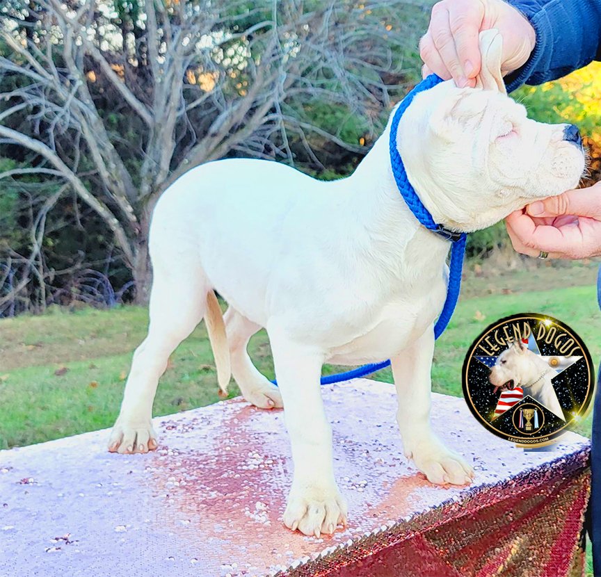 Legend dogo Argentino puppy