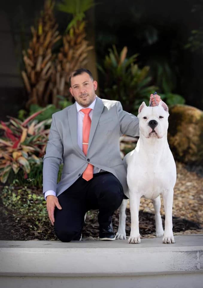 DOGO ARGENTINO STUD SERCIVE DOG