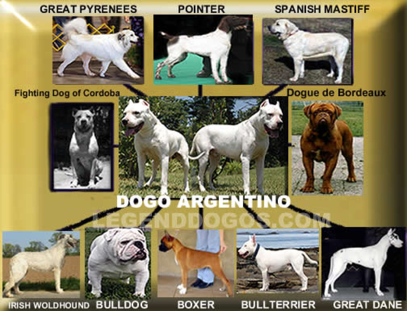 Dogo Breed History - Dog Argentino puppies for sale, Best Dog Argentino  breeder